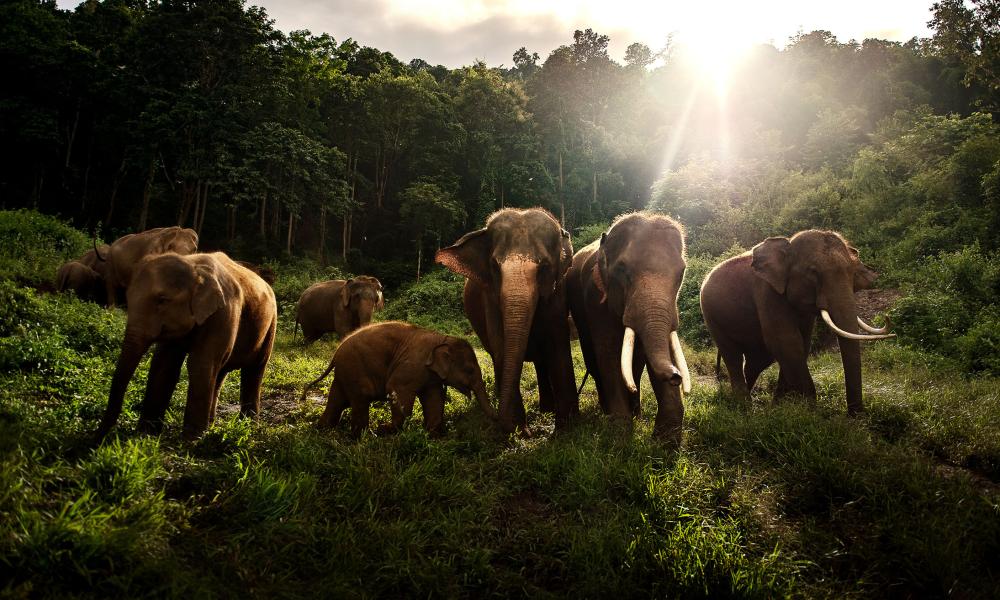 Asian elephant herd eating green grass in the wild, Thailand. 2018.
