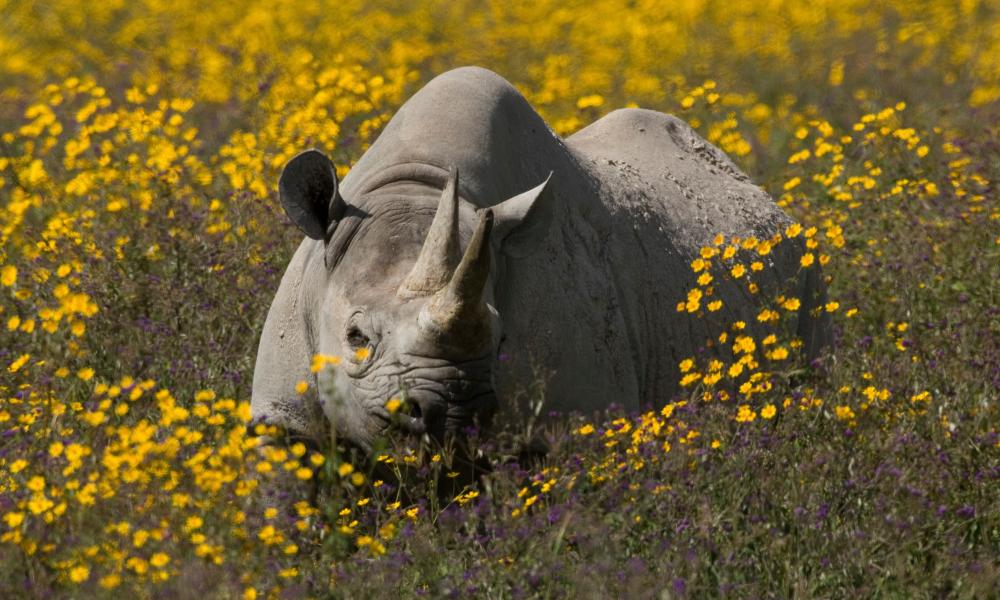 Black rhinoceros amongst yellow flowers
