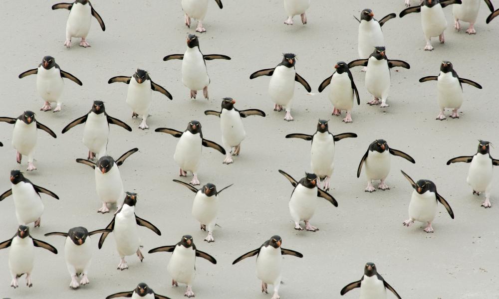 Group of Rockhopper penguins (Eudyptes chrysocome) walking on beach, wings spread, Falkland Islands.