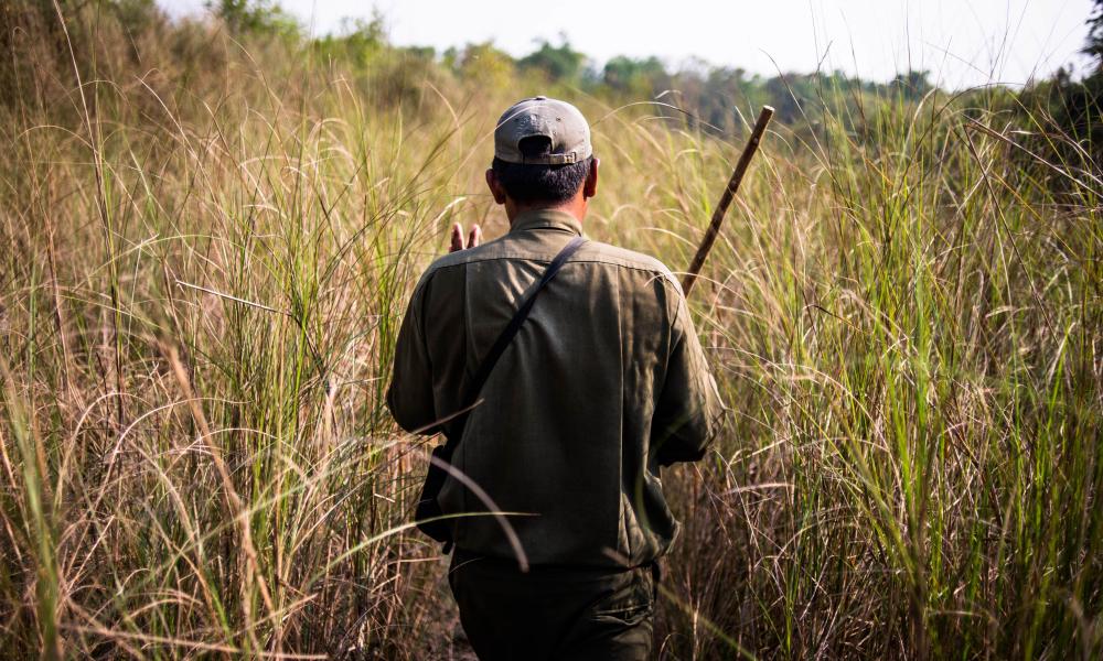 An image of a male ranger walking in long grass