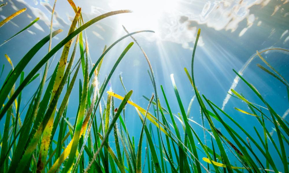 underwater image of a seagrass bed