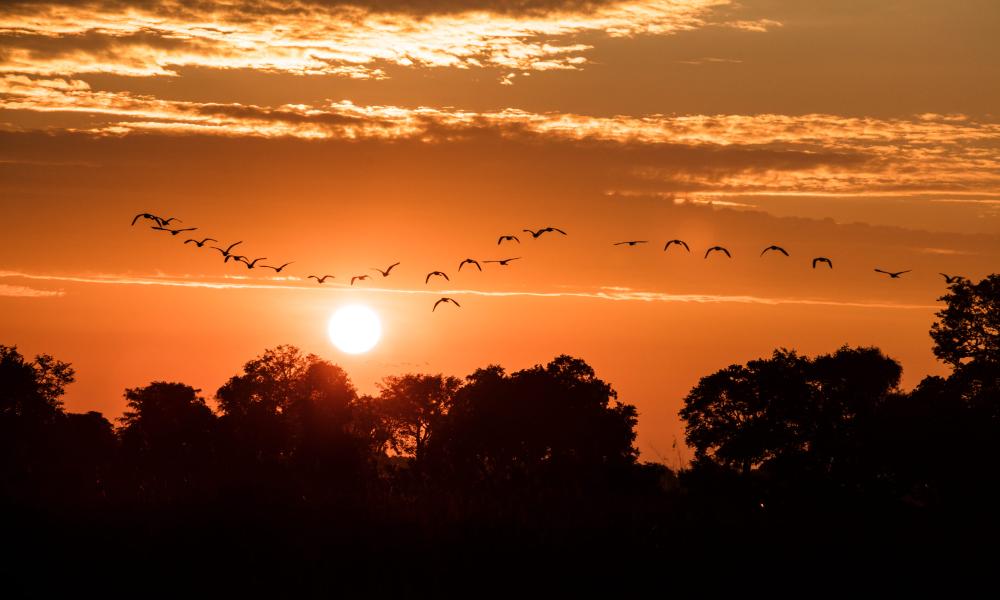Birds fly at sunrise in the Okavango Delta, Botswana.