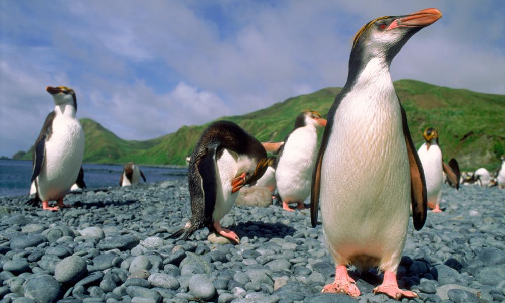 Royal penguins in a group 