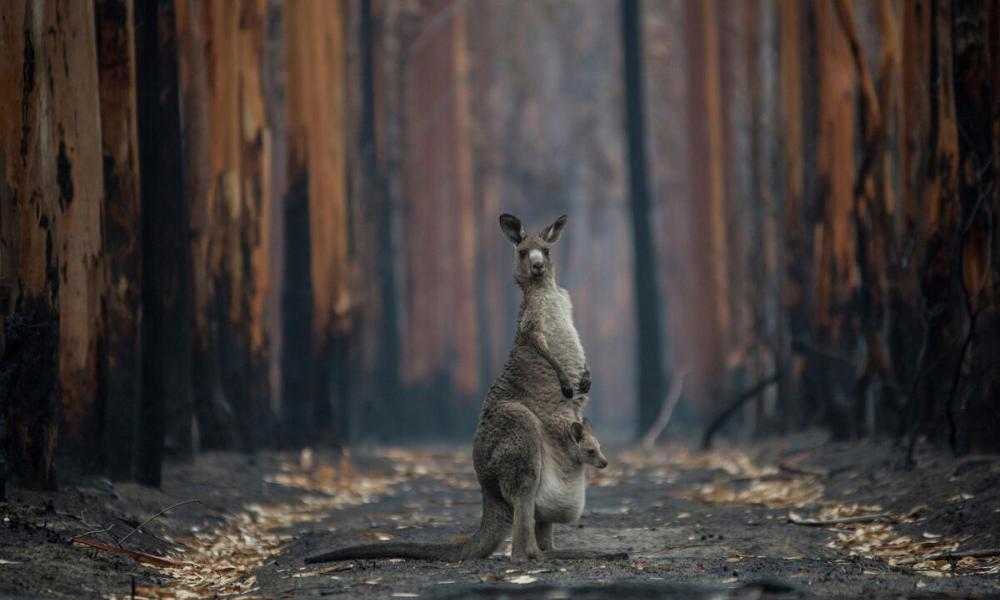 A mother Eastern grey Kangaroo in the burnt trees