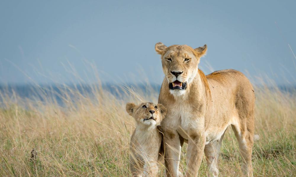 Lioness and cub in long grass