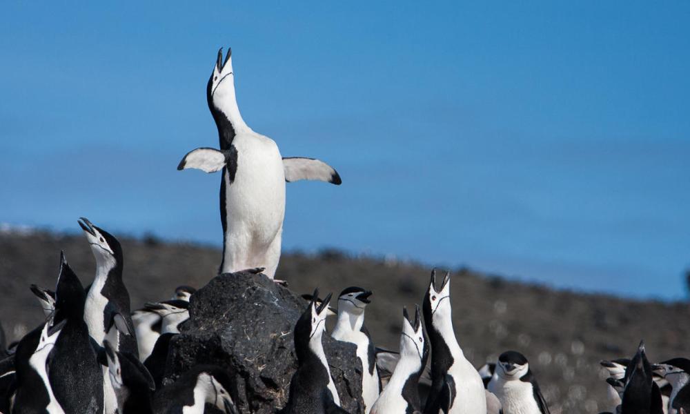 An waddle of chinstrap penguins on Deception Island, Antarctica