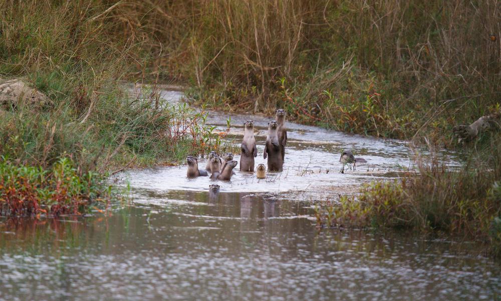 Otter family in Karnali river