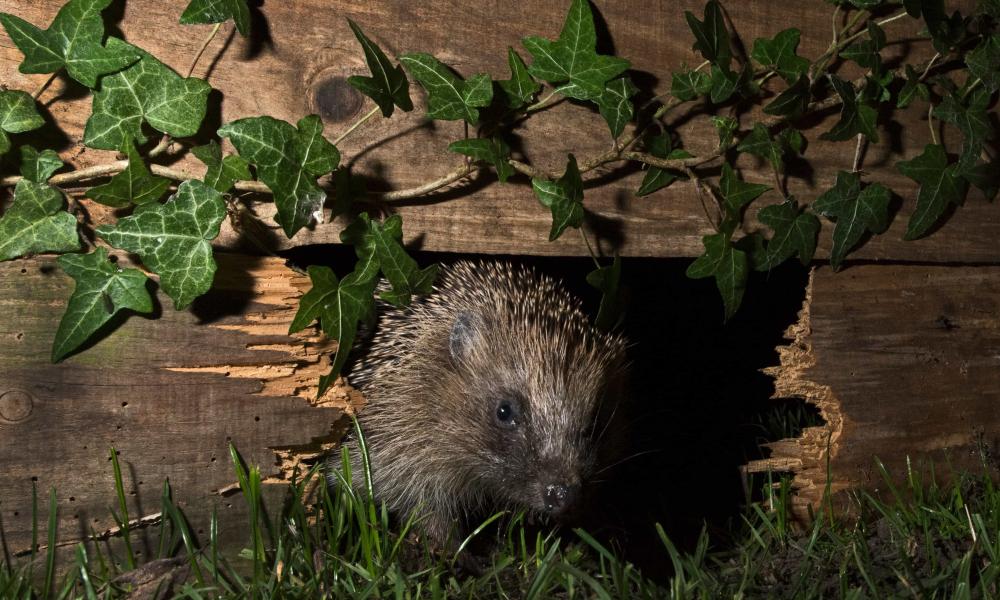 European hedgehog using hole in garden fence to move between gardens, Norfolk, England, UK.