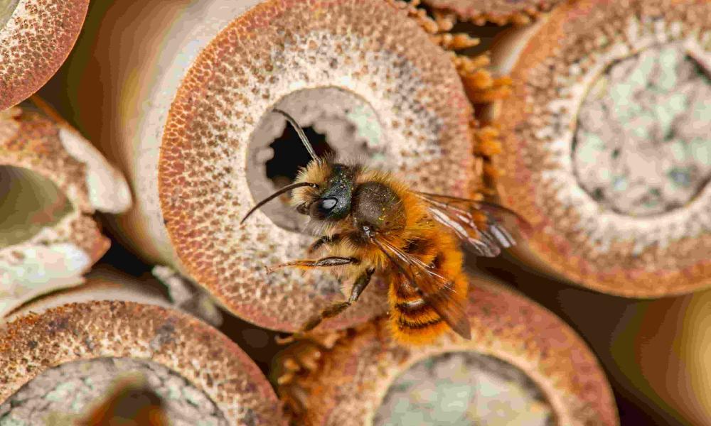A red mason bee at an insect hotel.