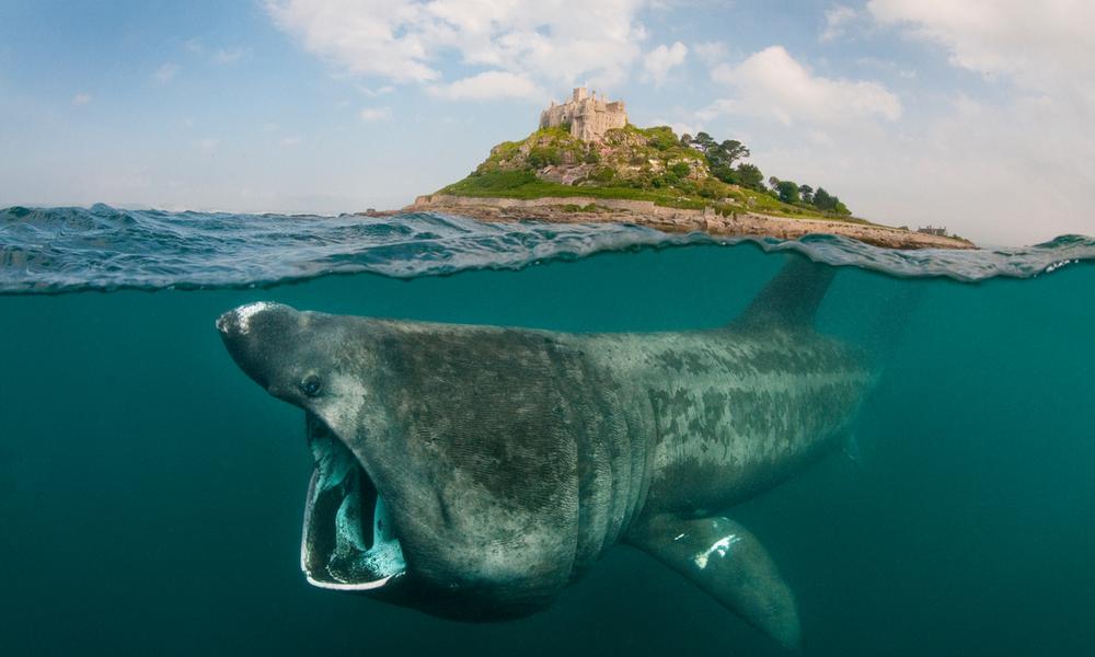 Basking Shark just below the surface of the water with blue sky and a castle in the background