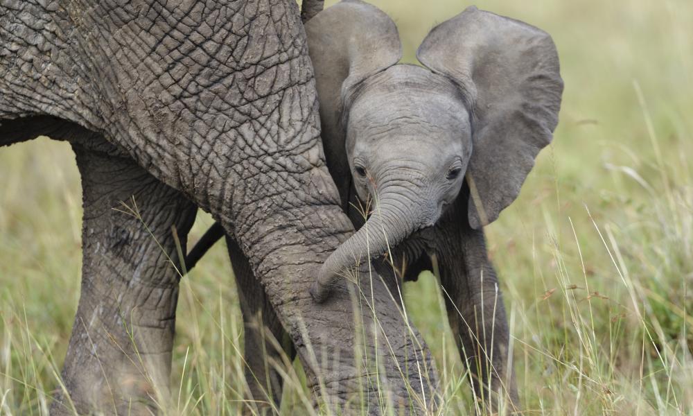 African Elephant cub playing with its mother in the Masai-Mara Game Reserve, Kenya.