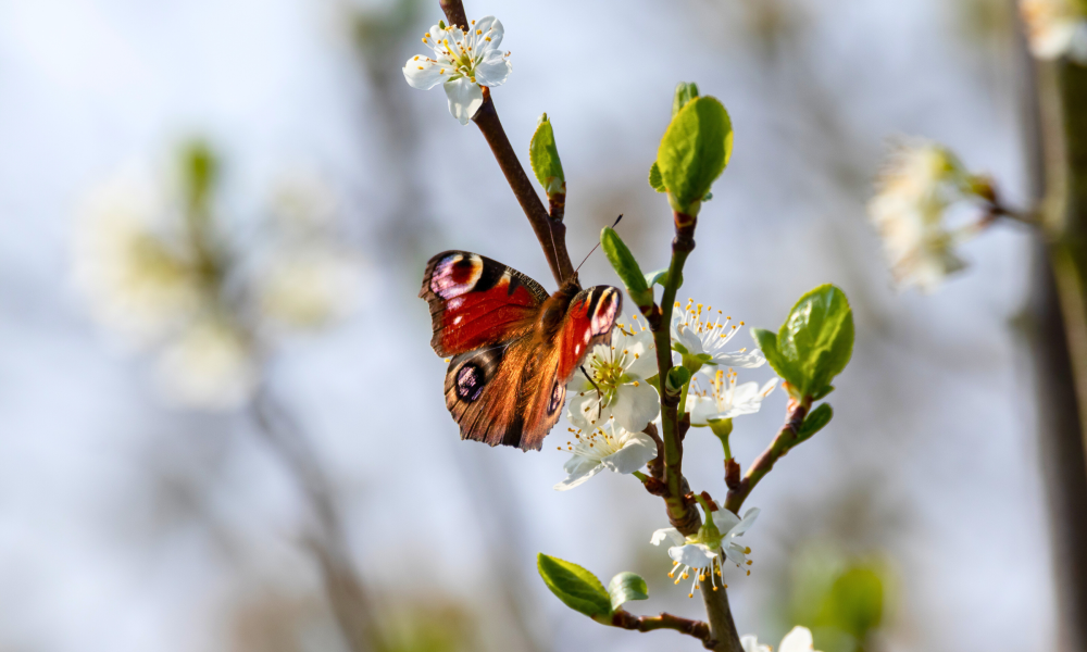 Peacock butterfly perched on a flower in spring