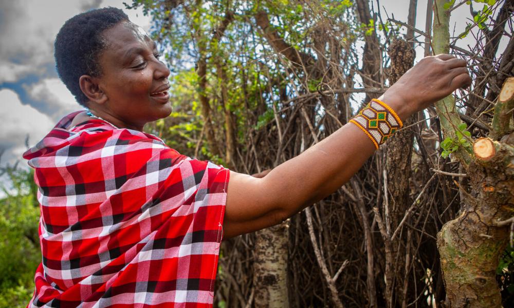 Jopha Kakanyi, a Maasai community member, building a living wall boma.