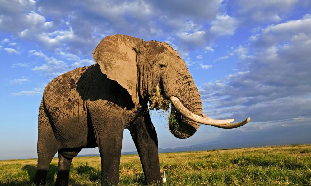 African elephant bull with large tusks
