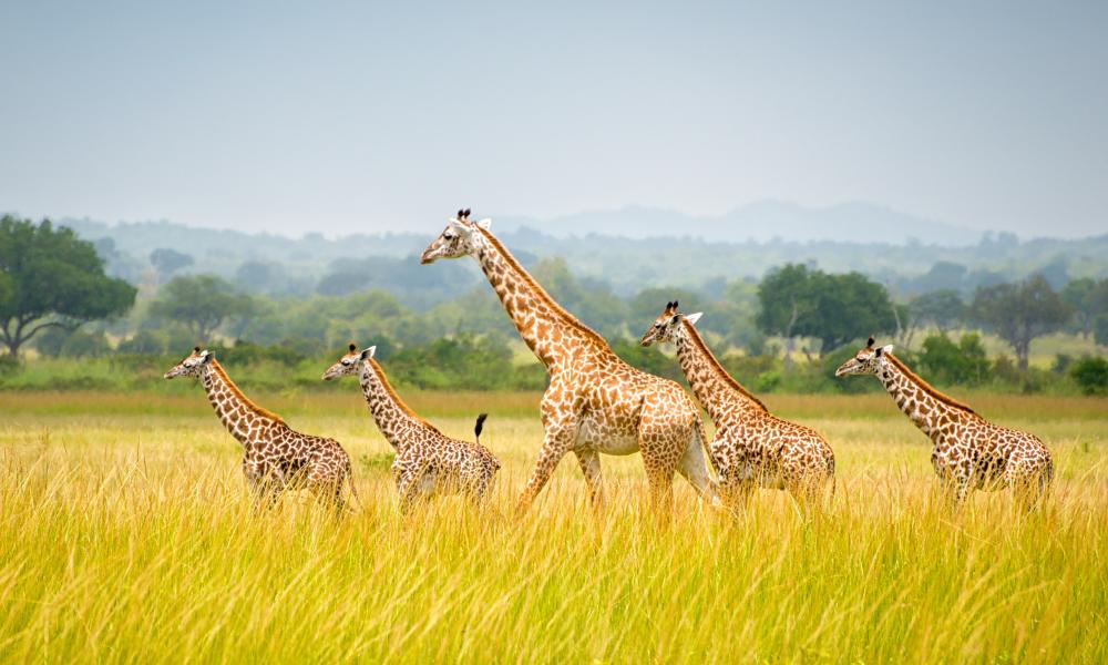 A tower/group of giraffes seen at Mikumi National Park in Tanzania.