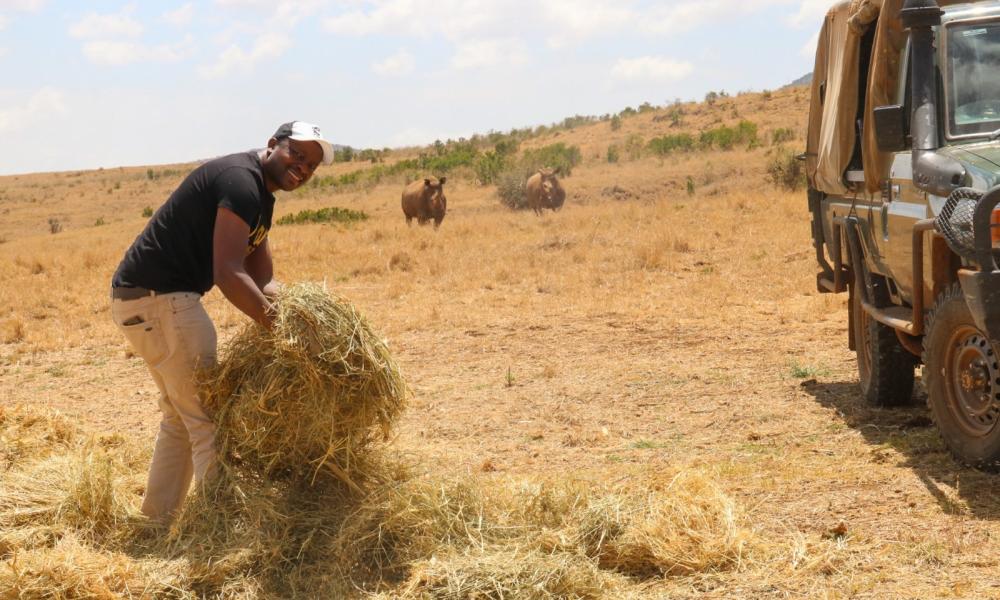 Geoffrey Chege, Rhino lead at WWF-Kenya dispersing some hay
