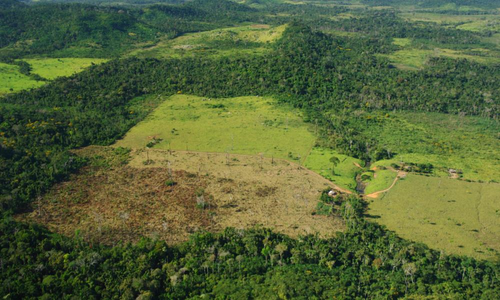 Aerial view of forest cover being replaced with grazing land and cattle farms