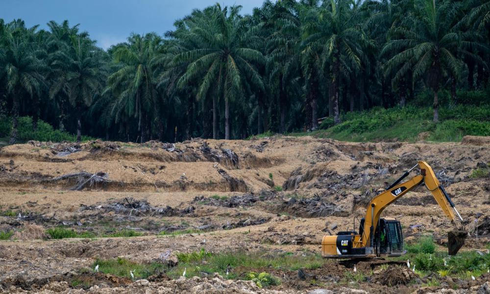 A digger ploughs deforested land on an oil palm plantation in Sabah, Borneo