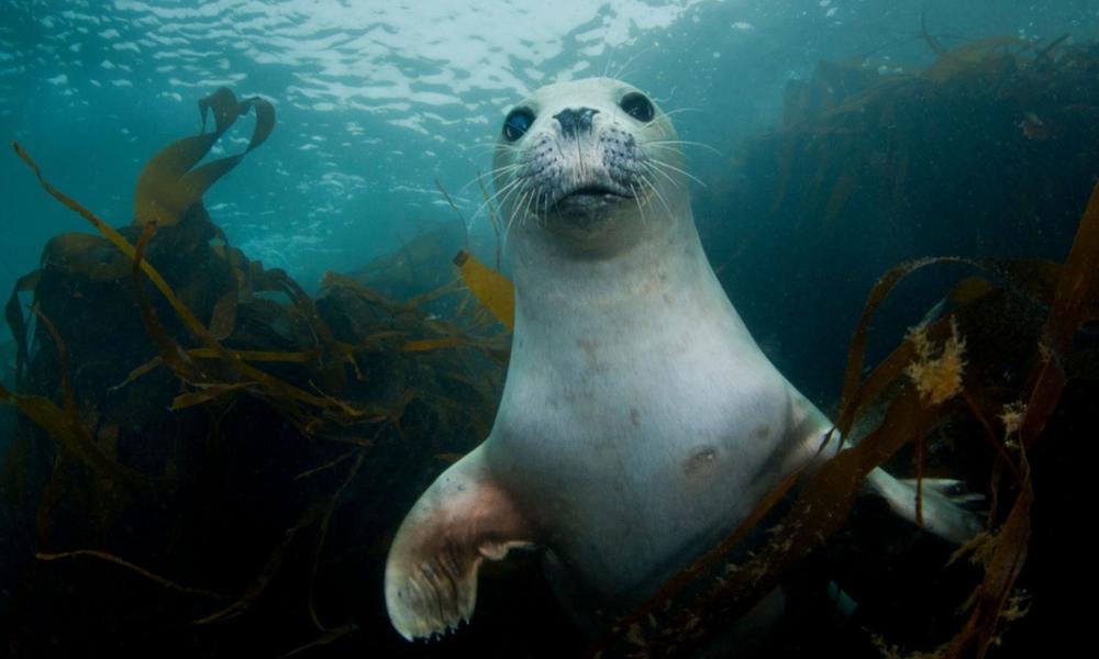 A grey seal pup underwater, swimming through seaweed looking at the camera
