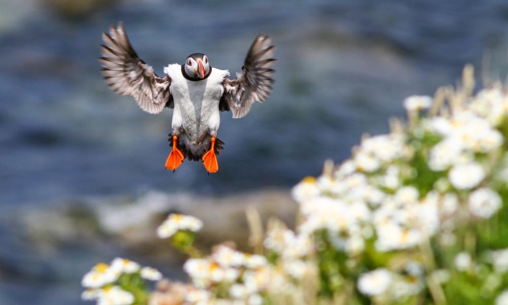 Puffin