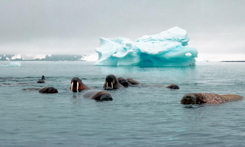 Atlantic walrus (Odobenus rosmarus rosmarus), colony.