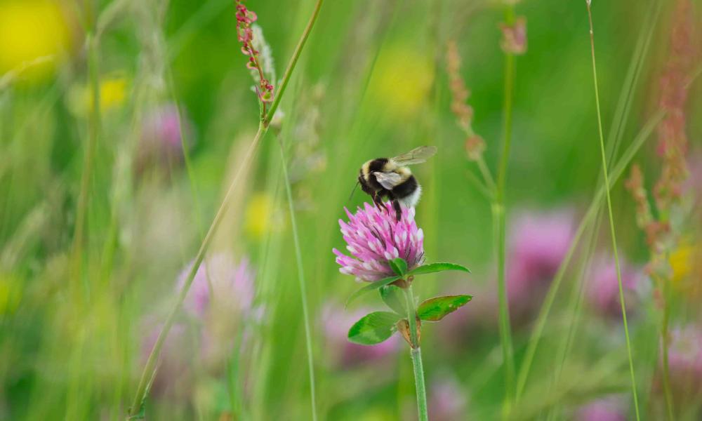 Bumblebee in wildflower meadow at Hill Top Farm