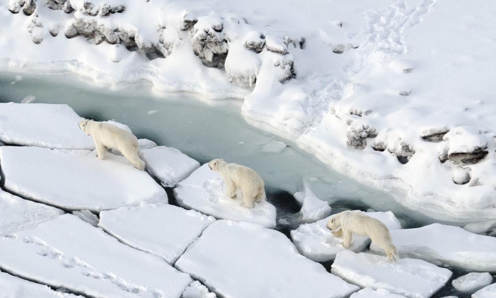 Polar bears son cracked ice Polar bears son cracked ice