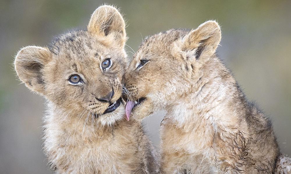 Two lion cubs grooming Two lion cubs grooming