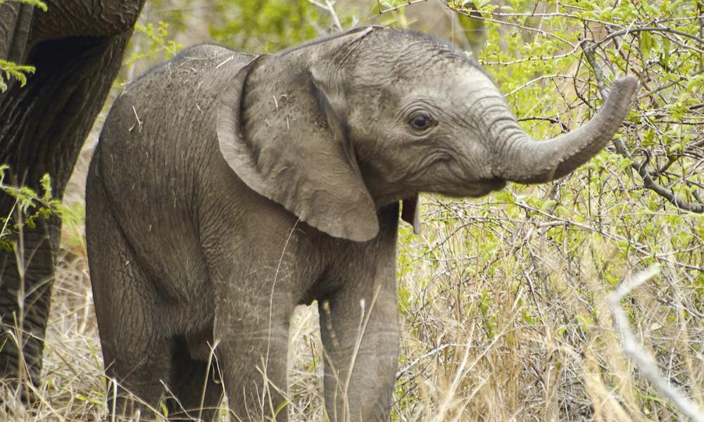 Baby elephant Baby elephant