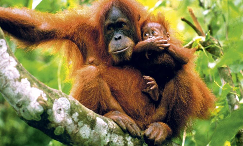 Orangutan and baby Orangutan and baby