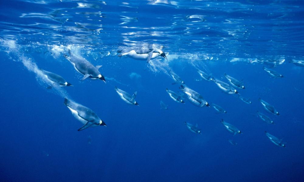 Emperor Penguins diving into the sea under the surface