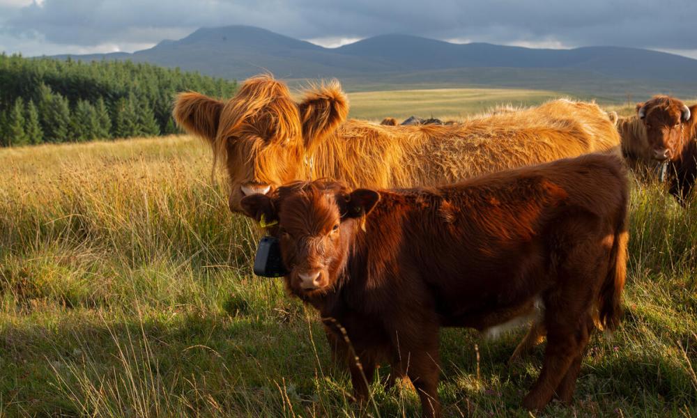 Regenerative farmer Hywel Morgan with his highland cattle