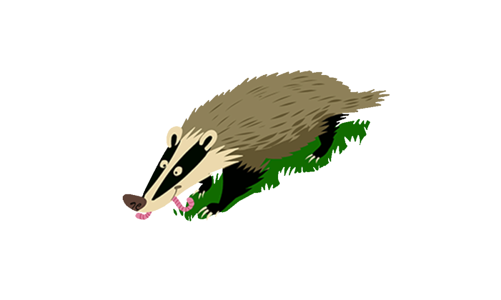 Illustrated badger Illustrated badger