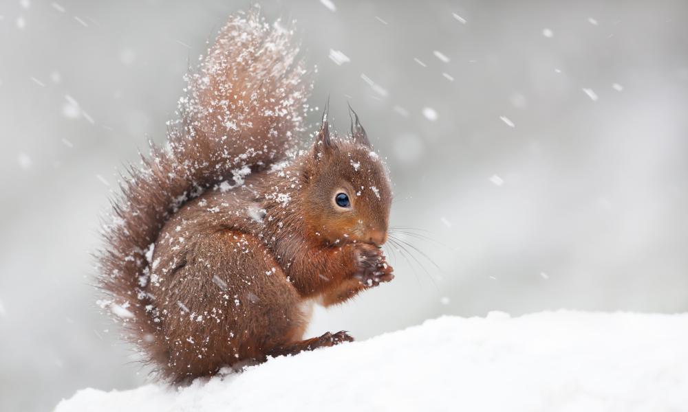 winter squirrel
