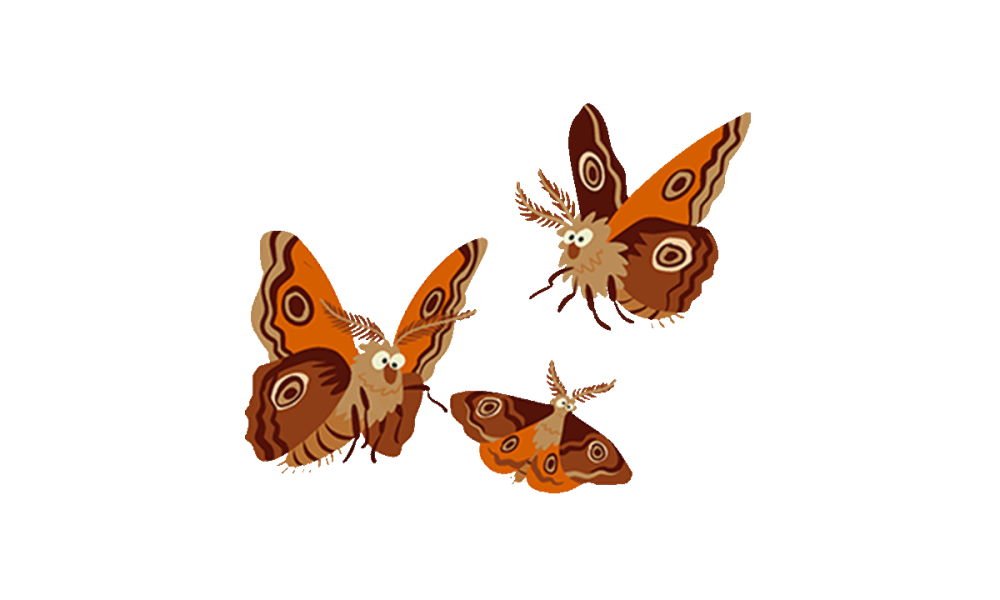 Illustrated Moths Illustrated Moths