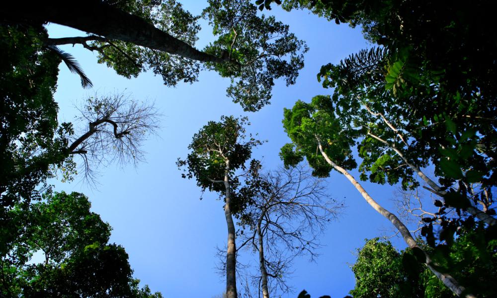 Image looking up at blue skies through the canopy the rainforest in Acre, Brasil. 