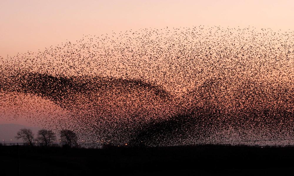 Large flock of European startlings (Sturnus vulgaris) in a murmuration, going to roost at dusk, Gretna Green, Scotland, UK