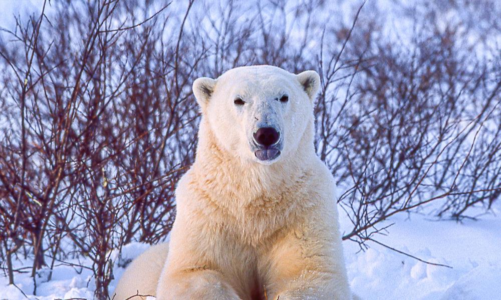 cold encounter with polar bear