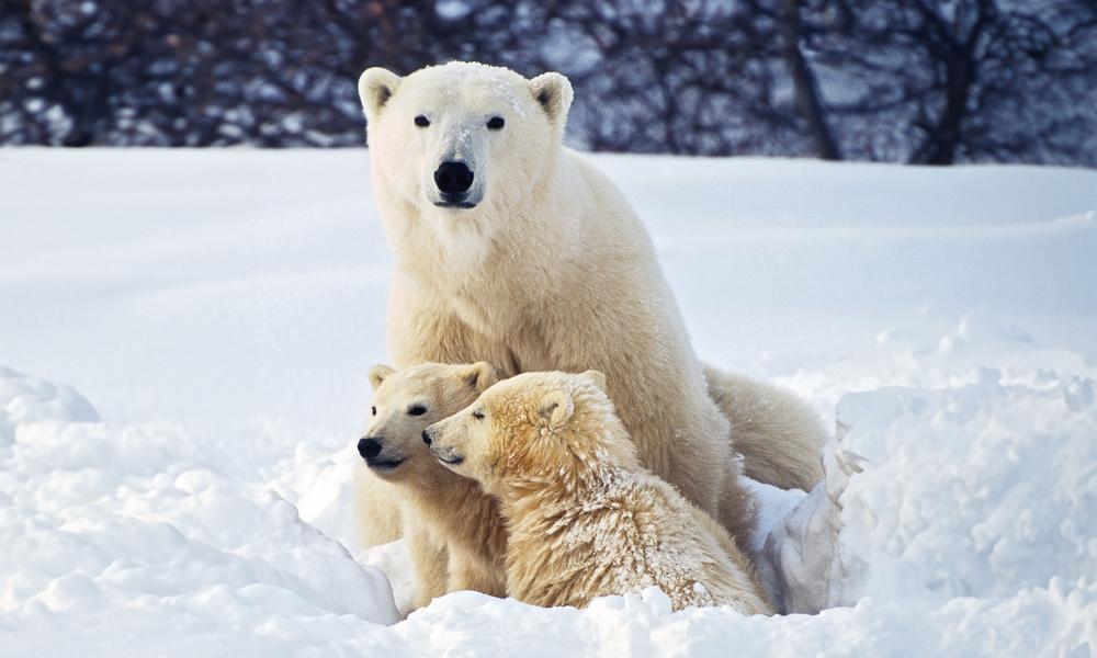 Polar bear and cubs Polar bear and cubs
