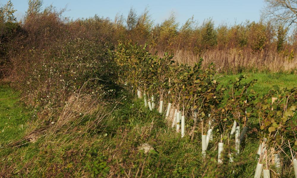 A row of young trees planted in a field.