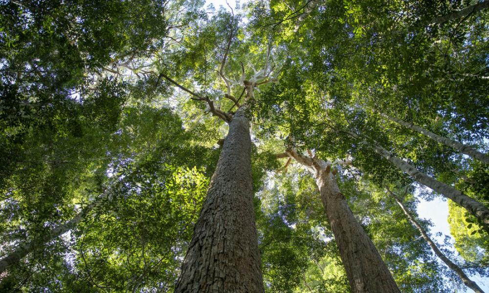 Tree canopy