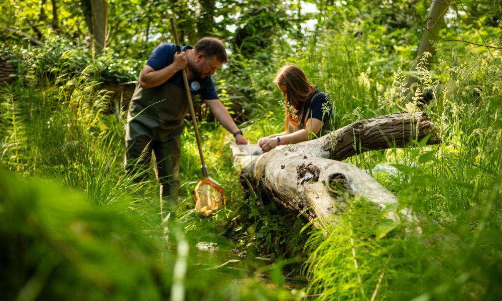 Ursula Juta, Senior Project Officer and Jonah Tosney, Technical Director, from Norfolk Rivers Trust, carry out a kick sample downstream from the beaver enclosure.