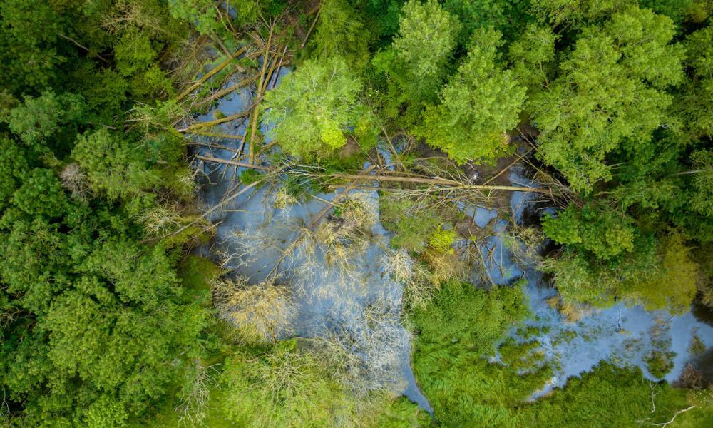Aerial shot showing beaver pond and felled trees inside beaver enclosure. North Norfolk, UK.