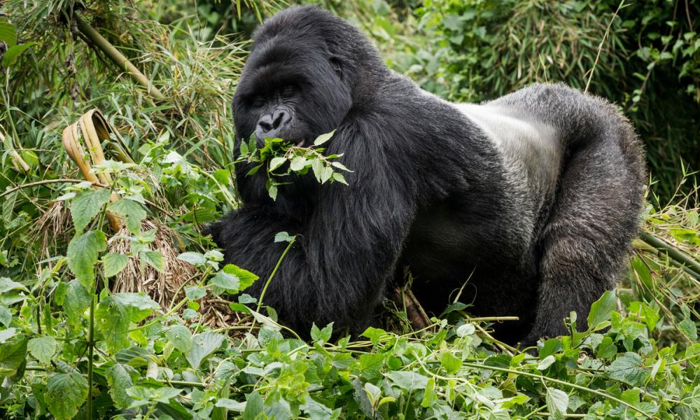 Silverback mountain gorilla in Virunga National Park, Rwanda