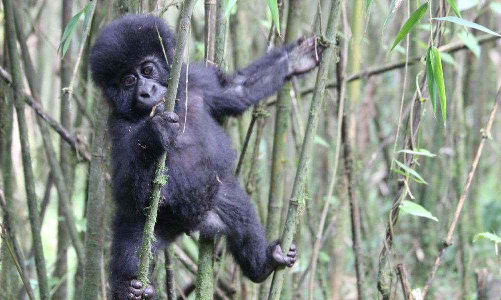 Infant mountain gorilla in Volcanoes national park, Rwanda