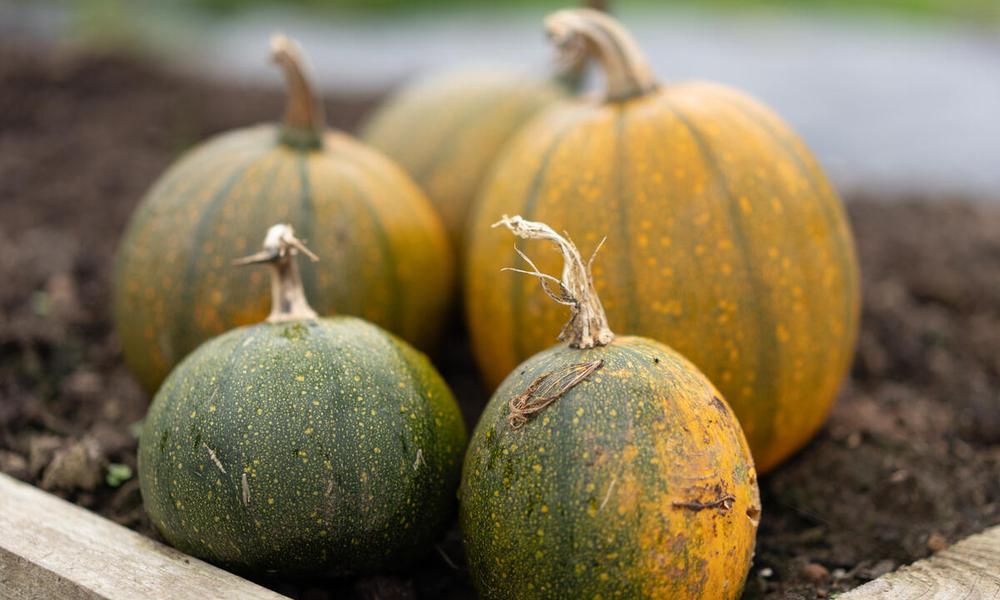 5 orange and green pumpkin of varying size, sitting on top of soil.