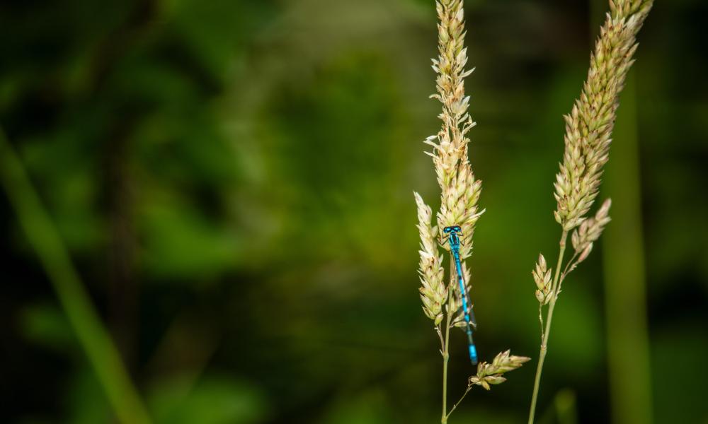 Damselfly resting inside beaver enclosure. River Glaven, North Norfolk, UK.