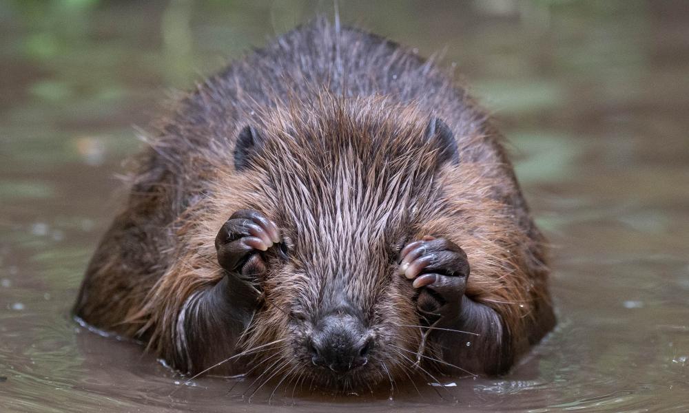 Beaver in water. River Glaven, North Norfolk, UK.