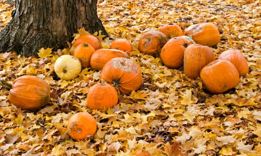 Rotting pumpkins under a maple tree, surrounded by orange autumn leaves