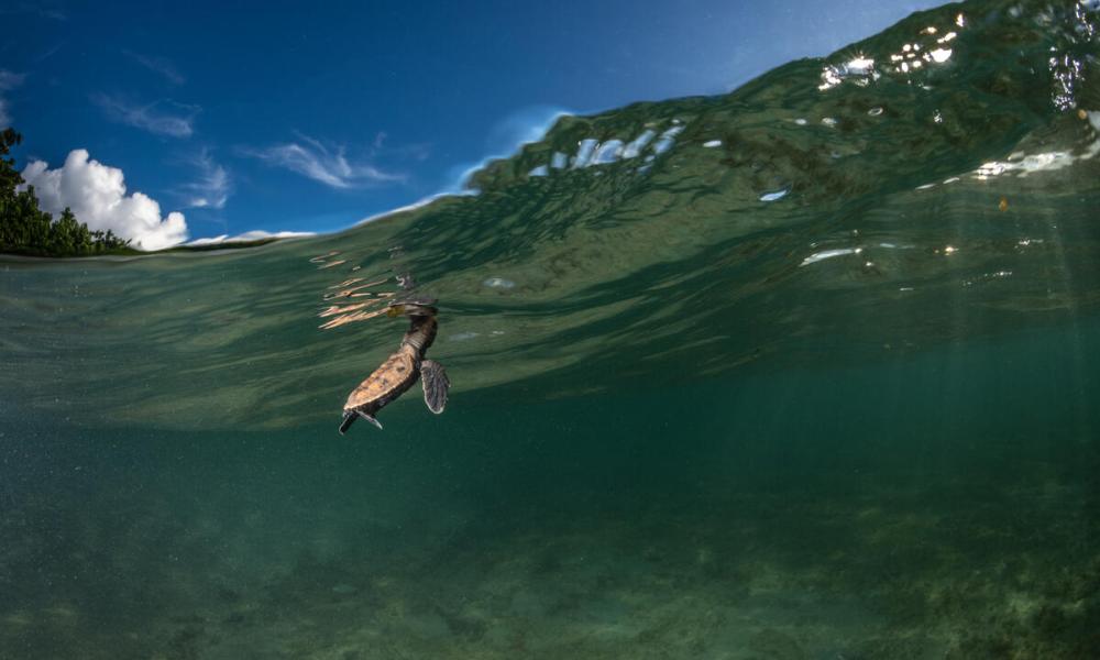 A hawksbill turtle (Eretmochelys imbricata) hatchling takes a breath at the water surface after hatching minutes earlier on Yadua Taba Island, west of Vanua Levu, Fiji.
